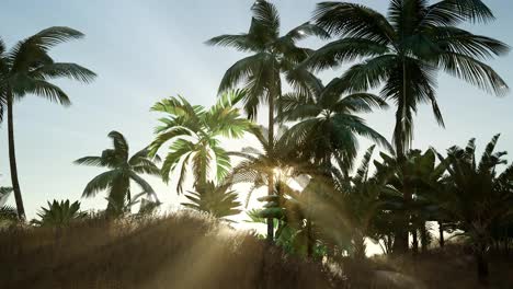 Tropical-beach-in-sunny-day